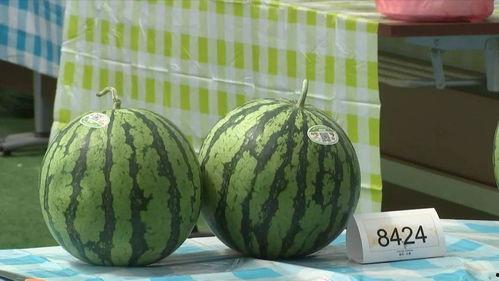 上海网红吃瓜群,揭秘都市圈层中的娱乐风向标