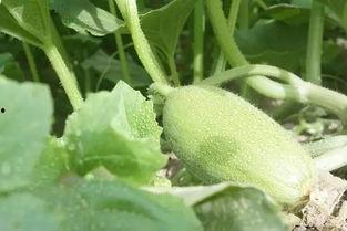 谷歌吃瓜网叫啥,揭秘互联网热点背后的真相